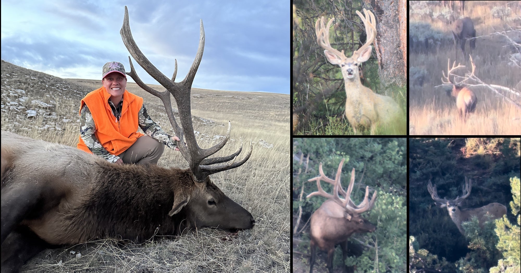Elk hunter with harvested bull in backcountry wilderness during fall hunt