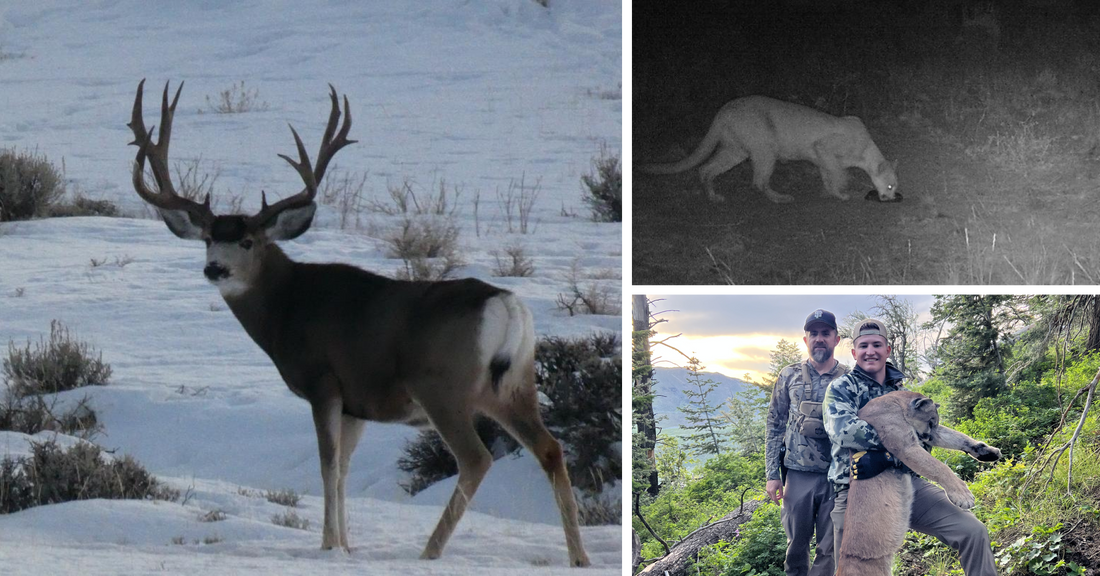 Mule Deer being hunted by hunters and predators