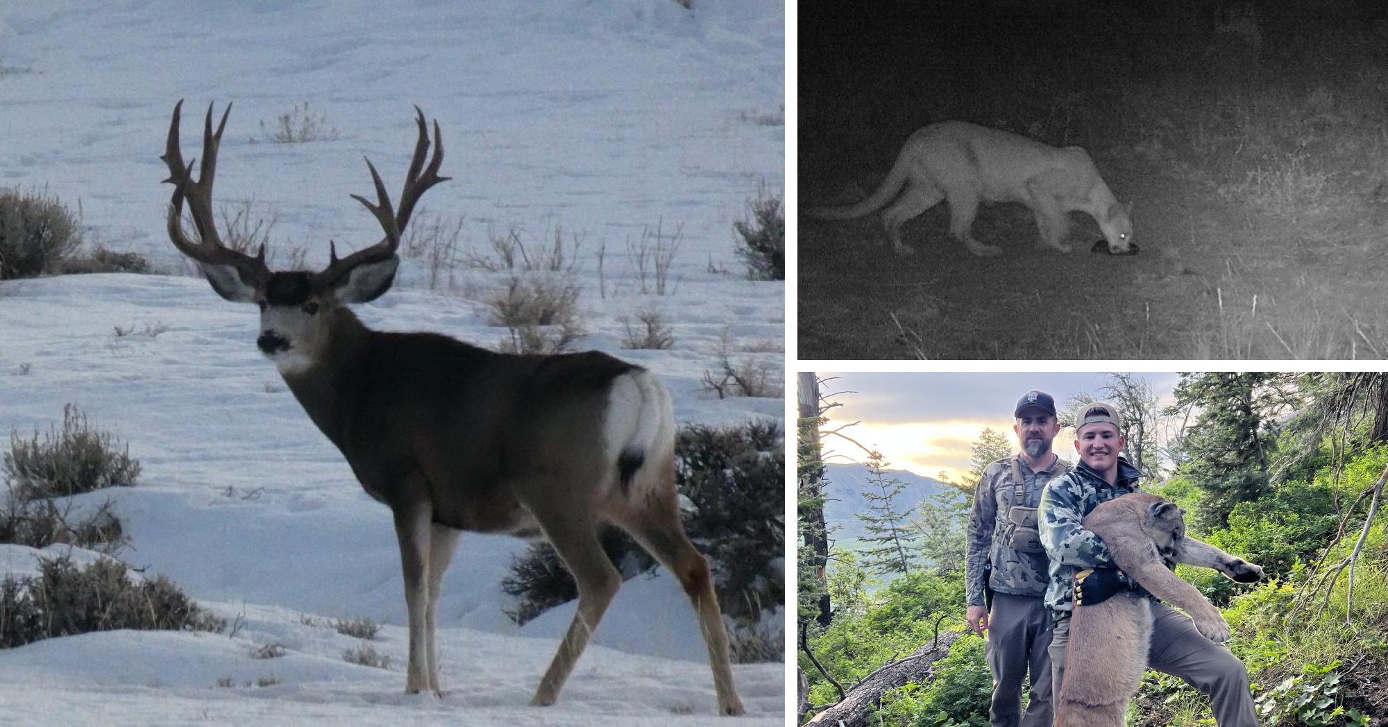 Mule Deer being hunted by hunters and predators